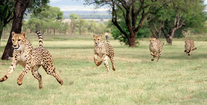 Bewegung Gepard